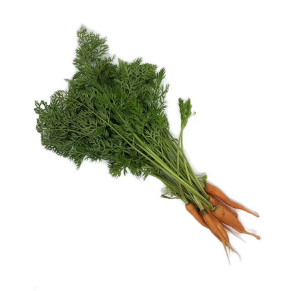 Carrot with leaves Image