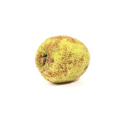 Bread Fruit